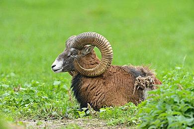 进入新英格兰山脉 《猎人：荒野的呼唤》新DLC公布